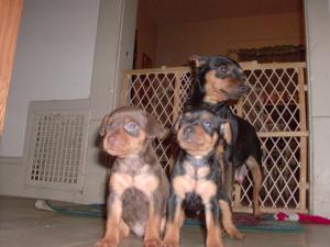 MiniatureDobermanPinchers